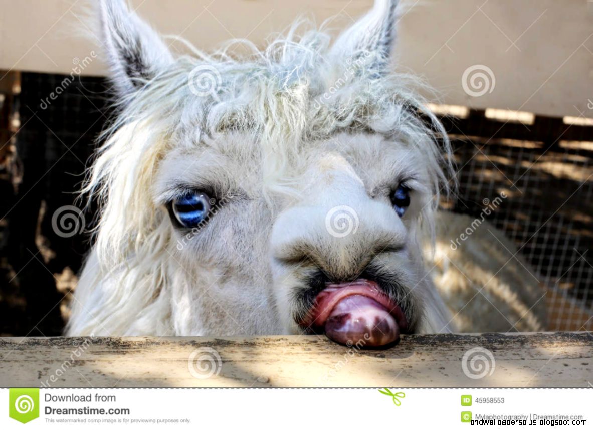 Funny Llama Stock Photo Image 45958553 Funny Llama Stock Photo Image 45958553