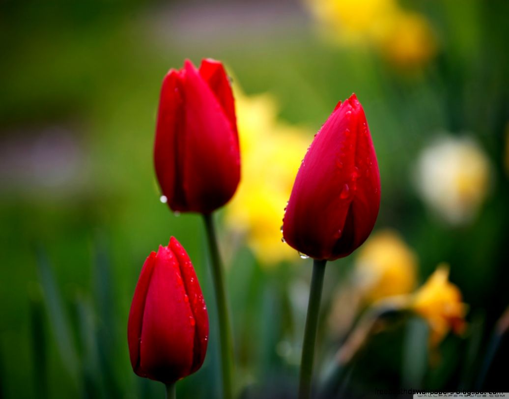 Red Tulips Hd Wallpaper Best Desktop Wallpapers Red Tulips Hd Wallpaper Best Desktop Wallpapers