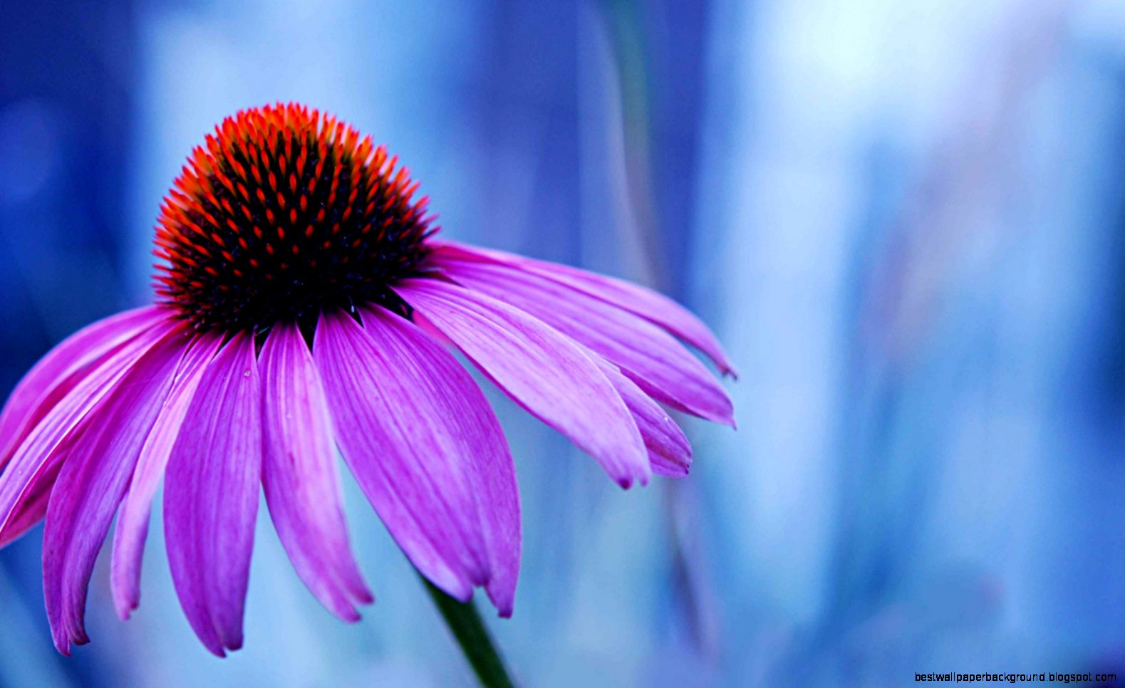 Macro Flowers Wallpaper 6900532 Macro Flowers Wallpaper 6900532