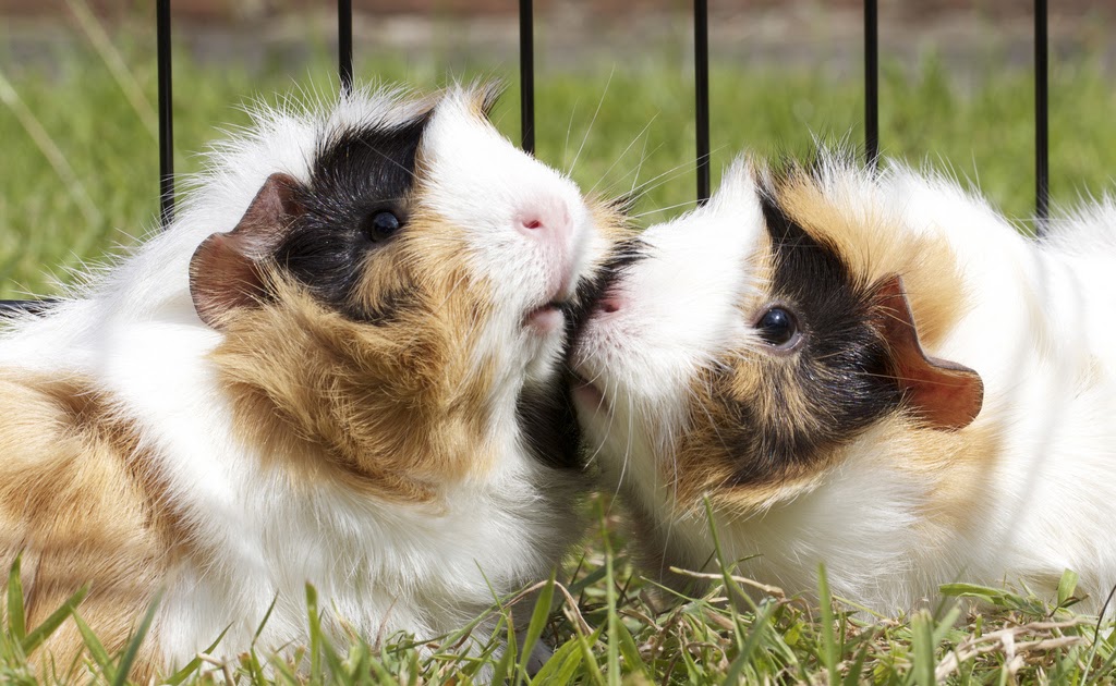 The Guinea Pig Daily Guinea pig kiss