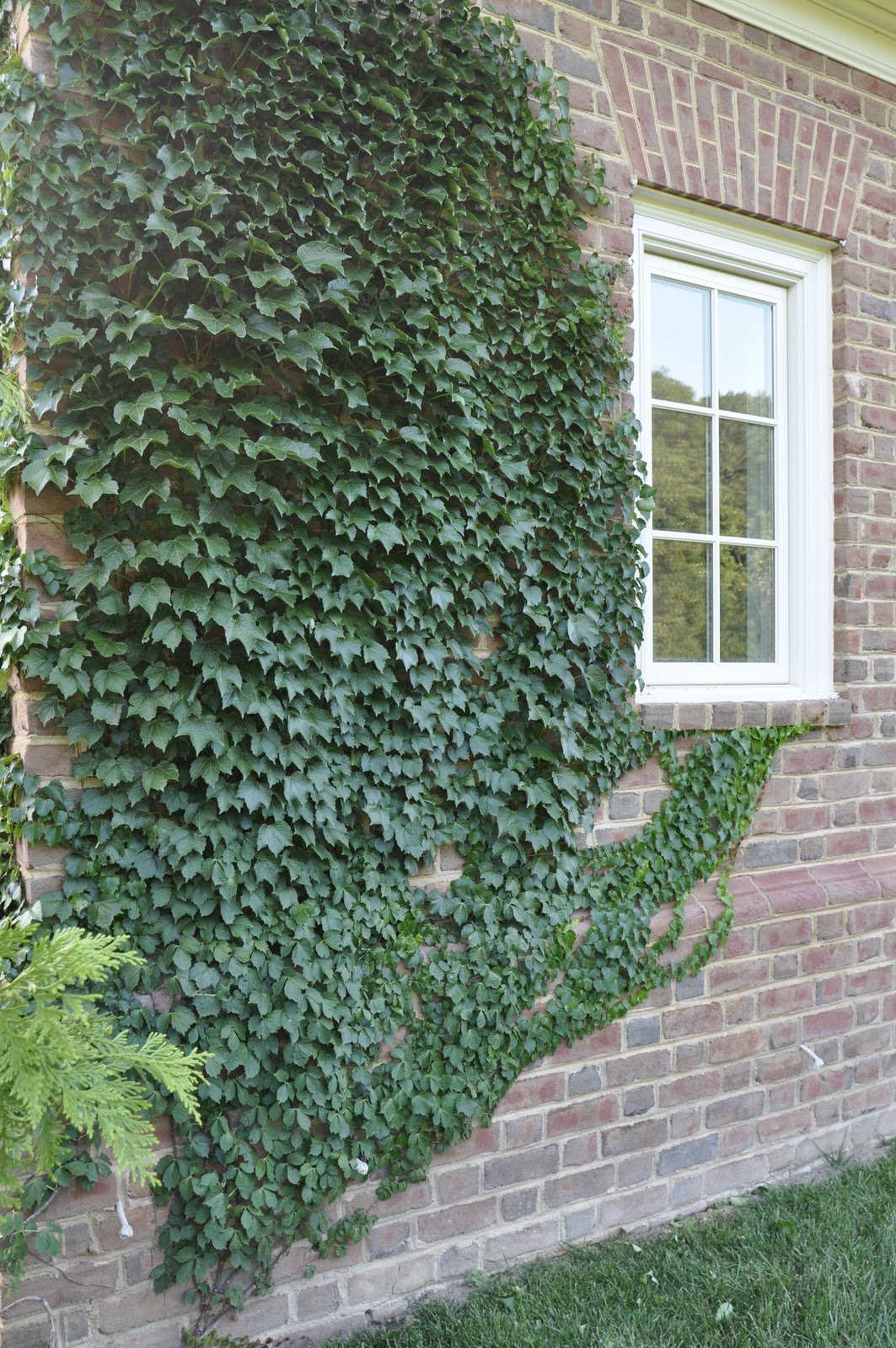 Boston Ivy Thinking Outside the Boxwood