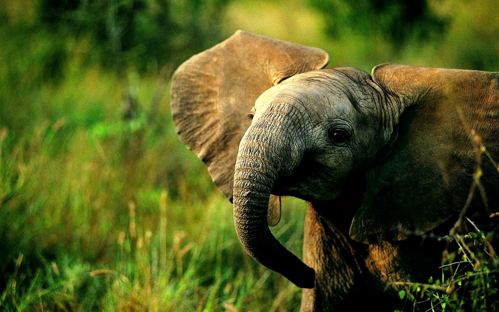 Cute Baby Elephant Cute Baby Elephant