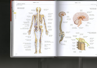 English Dictionary: Human Body Parts