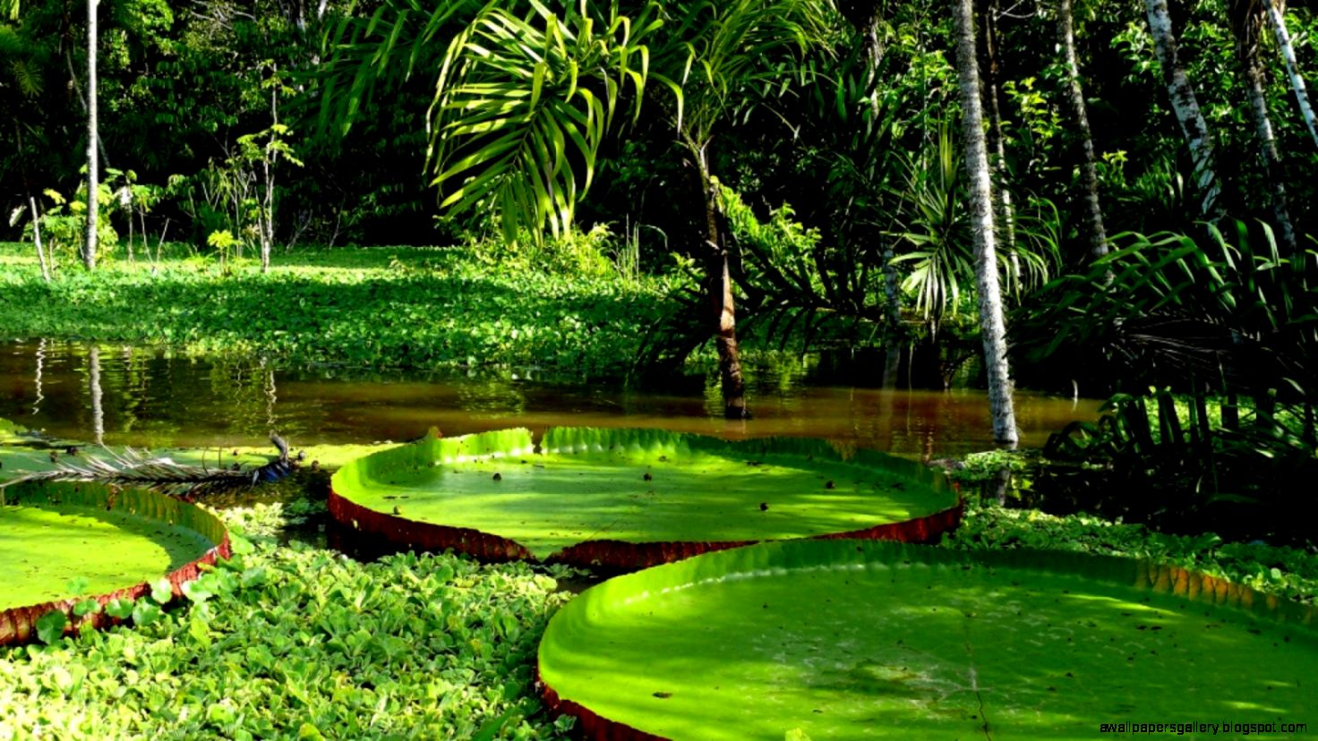 Tropical Rainforest Plants wallpaper Tropical Rainforest Plants wallpaper