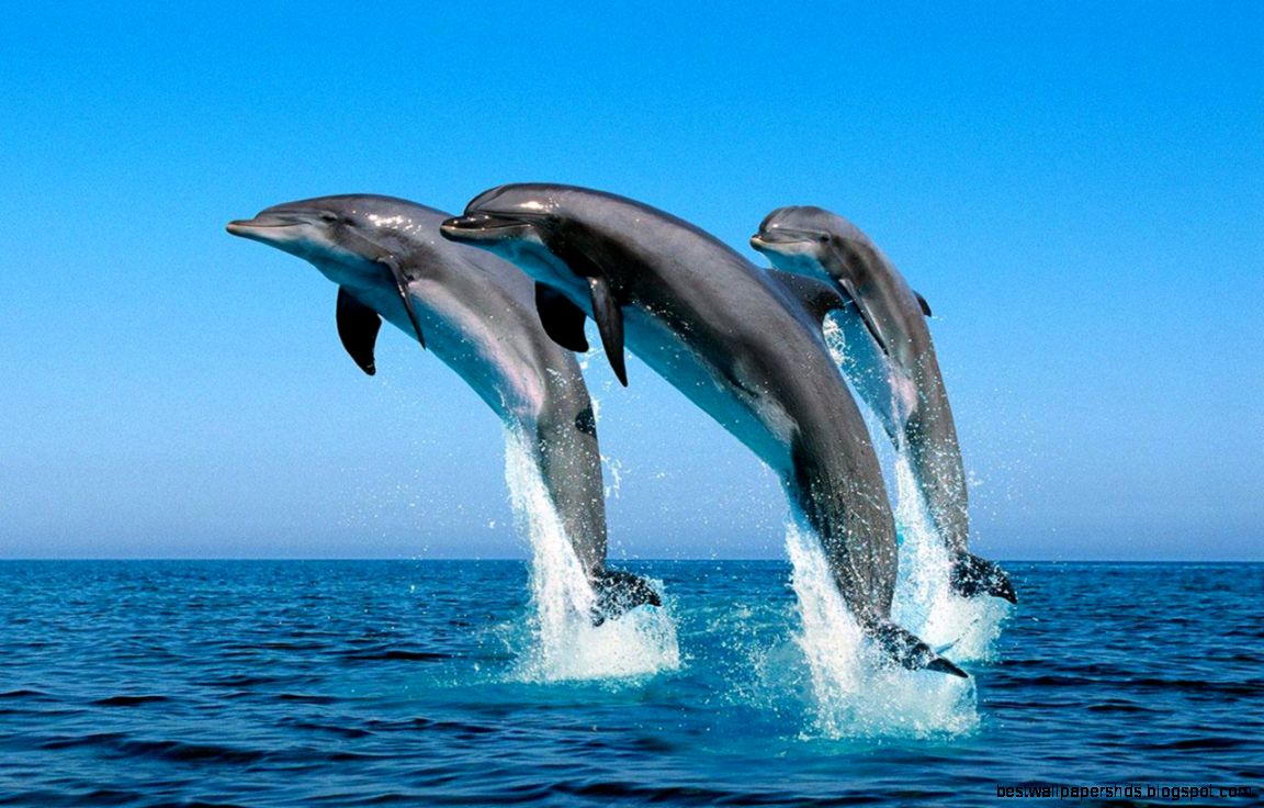 Live Wallpaper Add Fun and Relaxation to Your Work Lives Live Wallpaper Add Fun and Relaxation to Your Work Lives