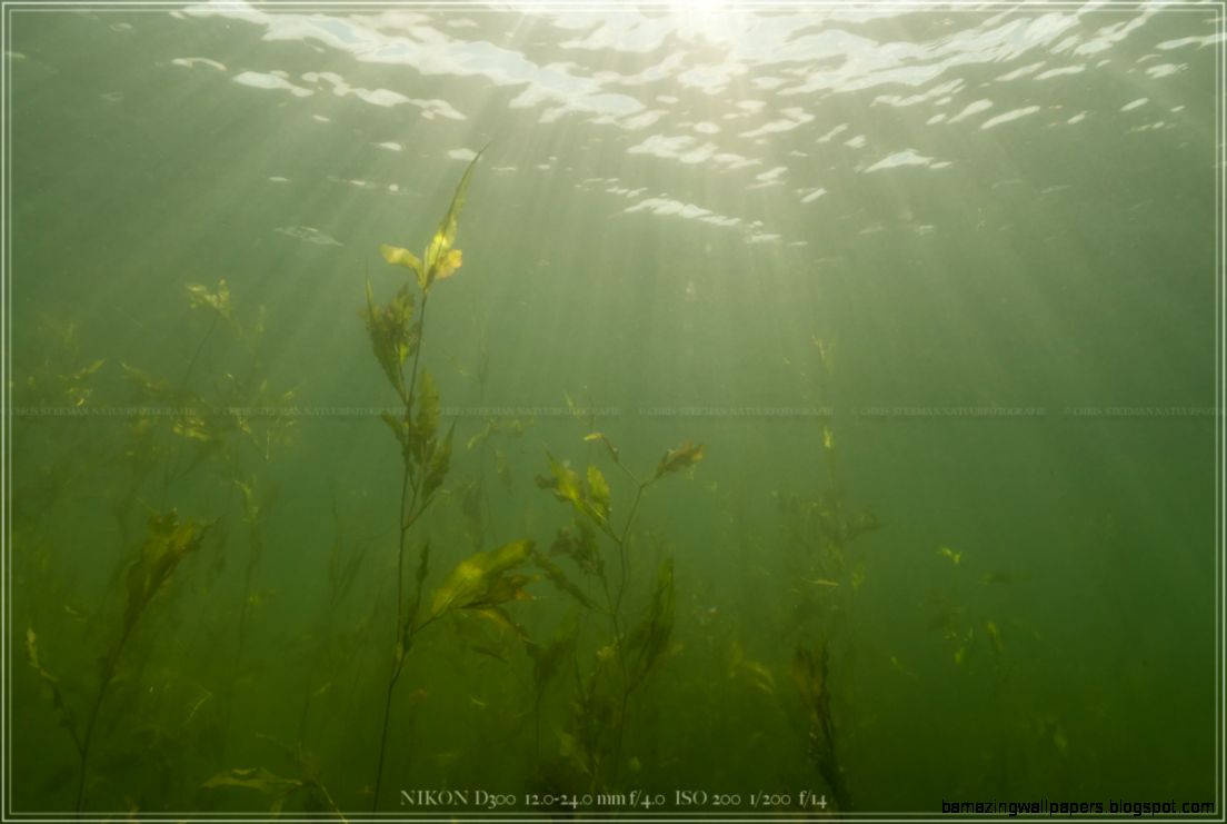 Freshwater Freshwater