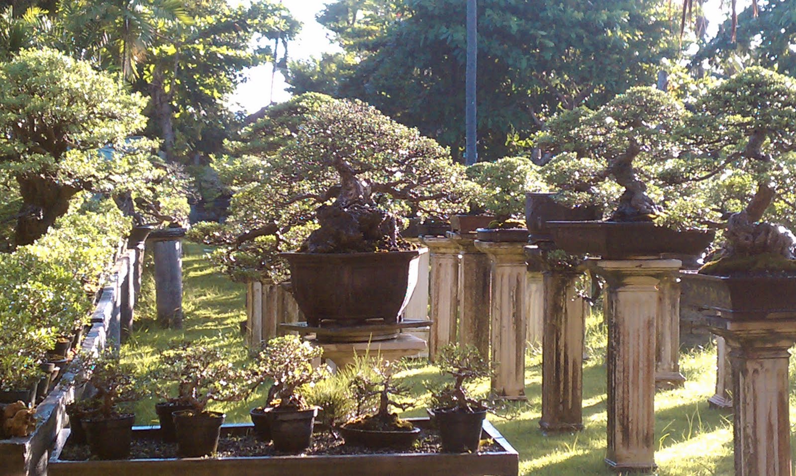 The Daily Coaster bonsai cafe