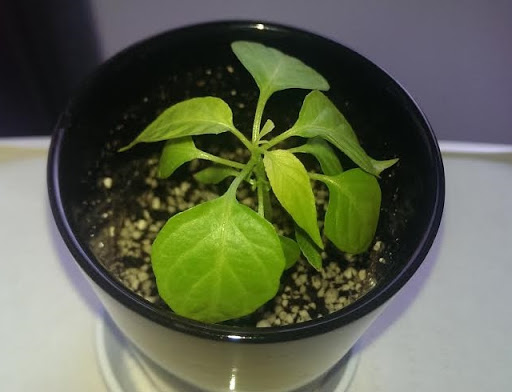 20141223-habanero03.jpg