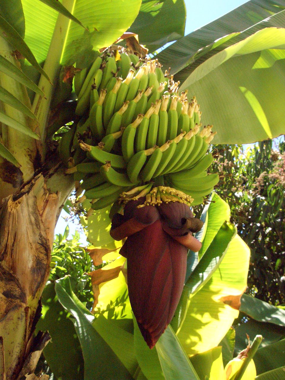 The Evolution of a Banana and a Community