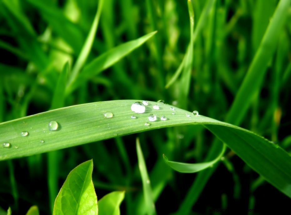 Download Nature Green Grass Wallpaper 1024x768 Full HD Wallpapers Download Nature Green Grass Wallpaper 1024x768 Full HD Wallpapers