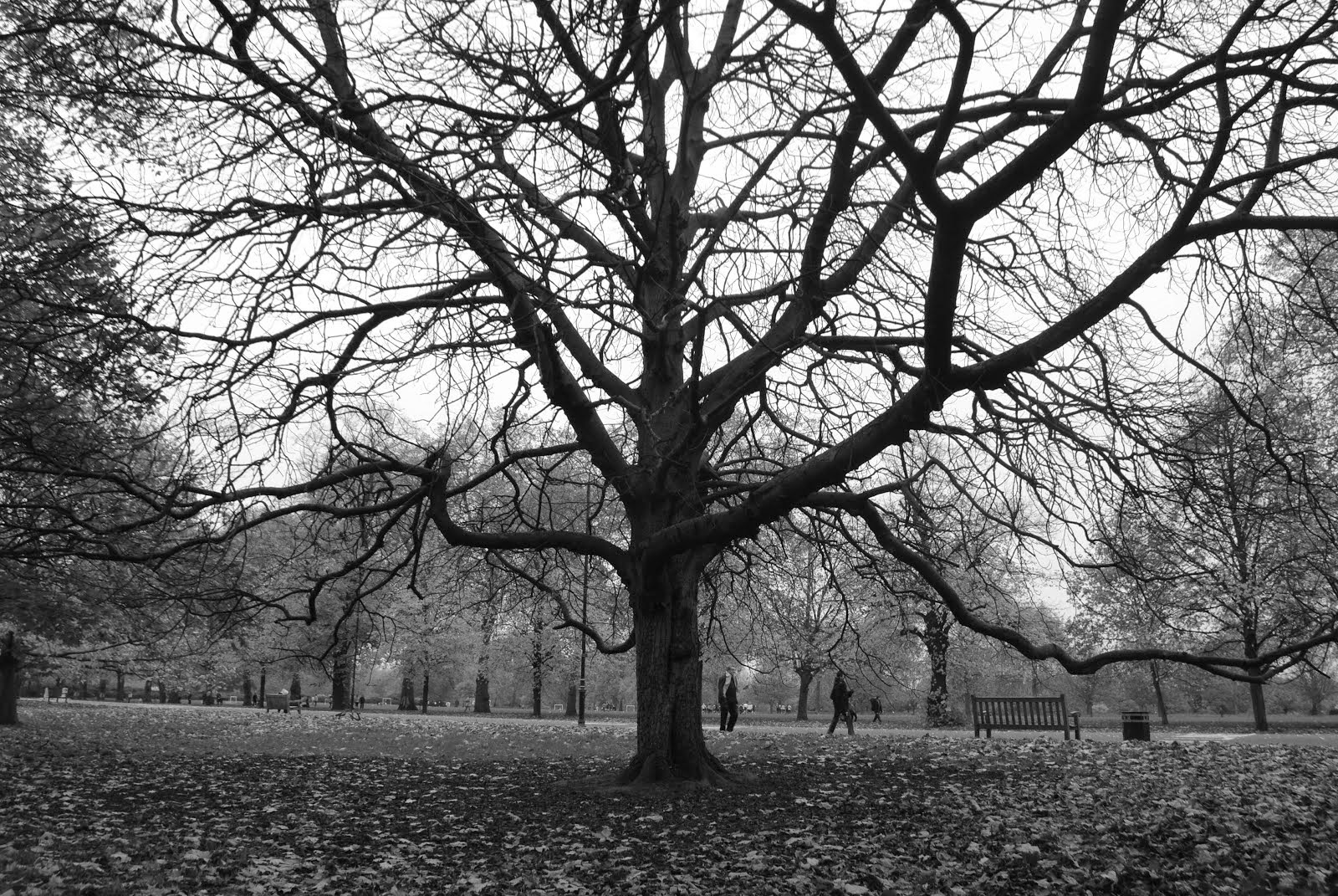 Royal tree_Hyde Park
