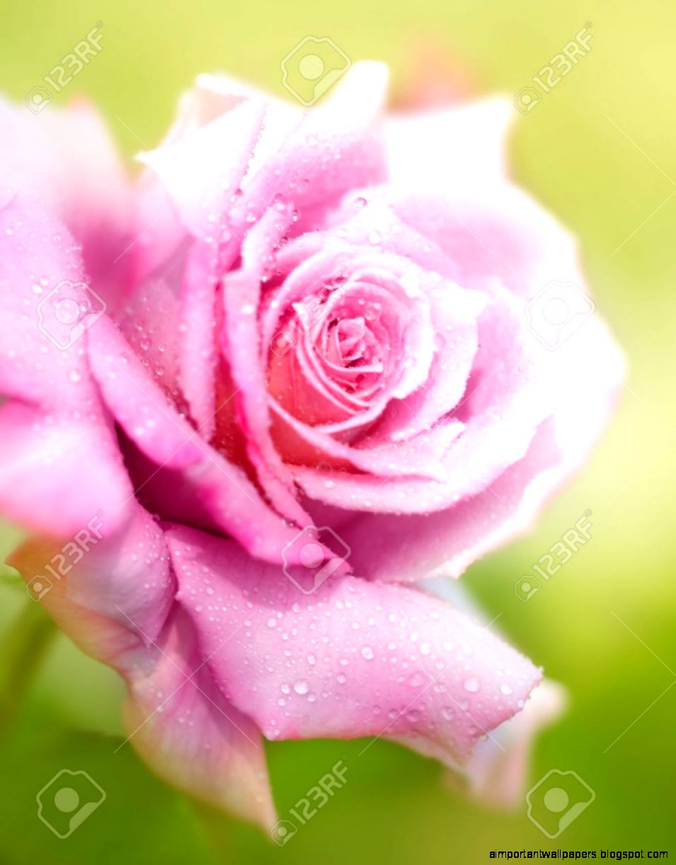 Beautiful Fresh Pink Rose With Morning Dew Closeup On Garder Beautiful Fresh Pink Rose With Morning Dew Closeup On Garder