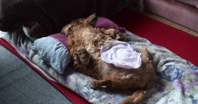 日本語 障害犬バロンの闘病介護に伴う写真と動画の記録 深夜 障害犬バロンの老犬のオムツの取り替えの様子