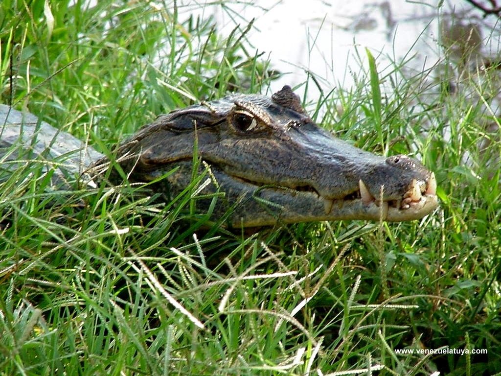Caiman