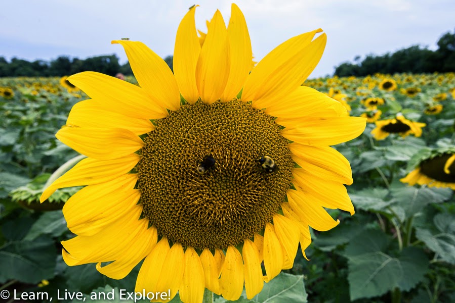 Sunflower Fields of Maryland 2014 A Lesson Learned Learn, Live, and