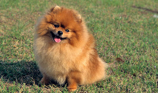 Anjing Pomeranian Cantik