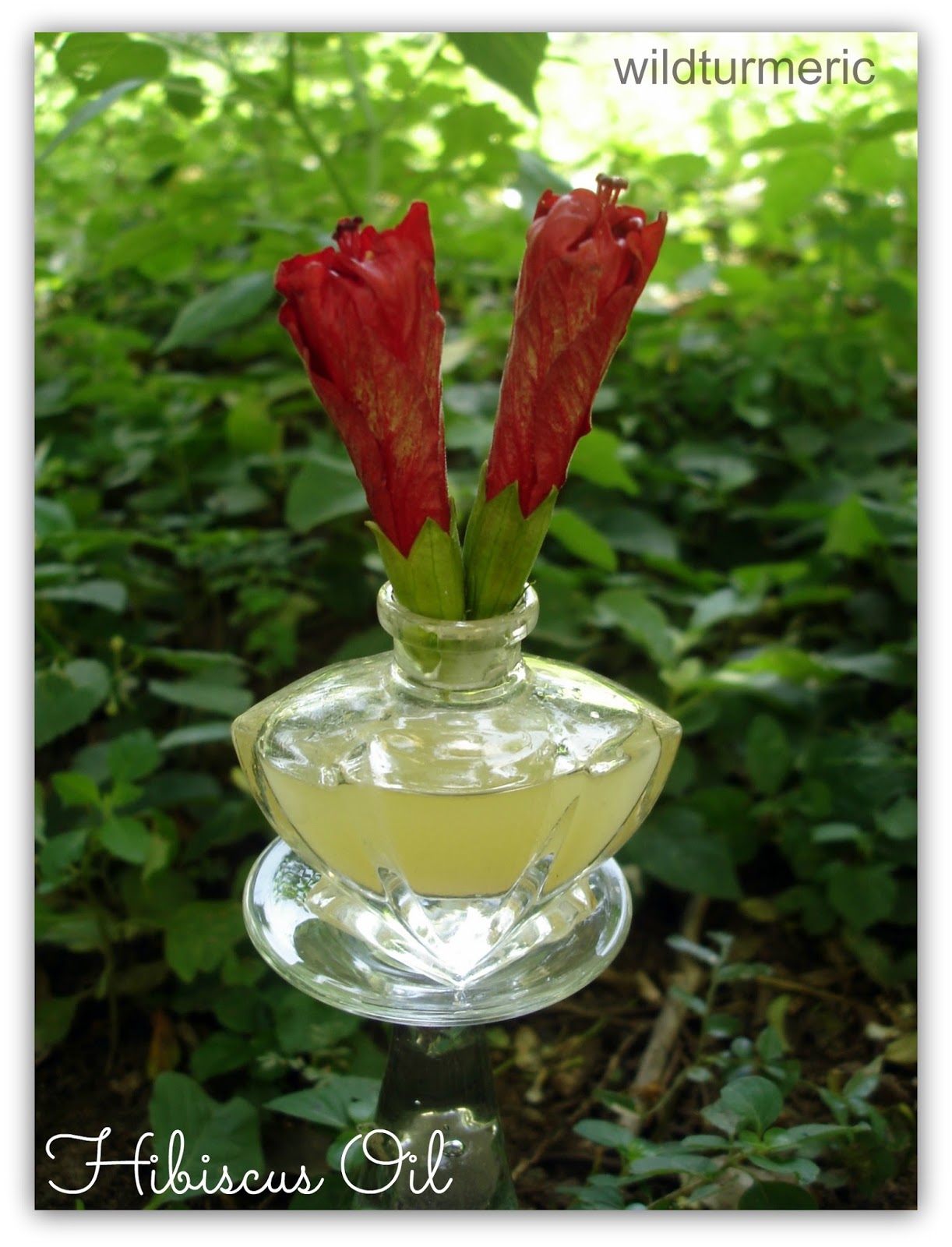 DIYHow to Make Hibiscus Oil for Hair Growth wildturmeric