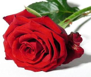 Rosas rojas - Imágenes - rosa