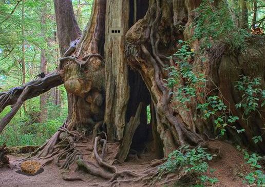 Escape From Olympic National Forest