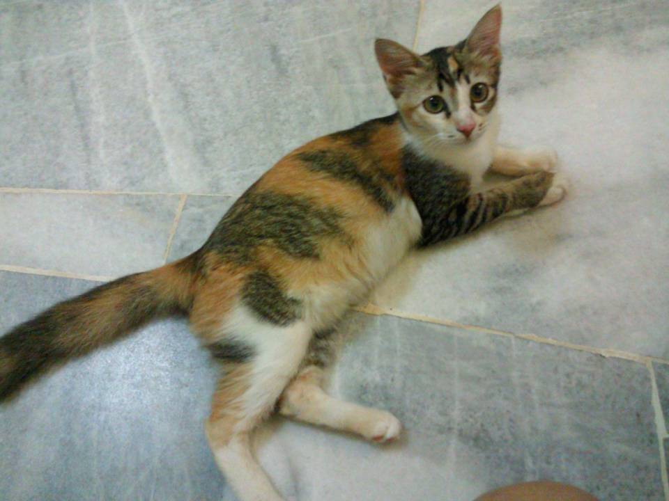 A female cat spayed « AnimalCare