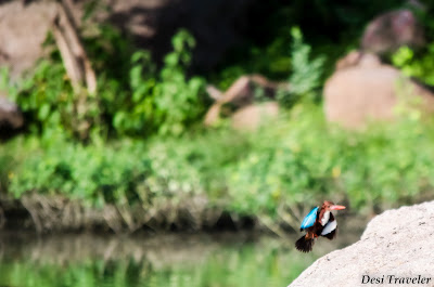 kingfisher in flight