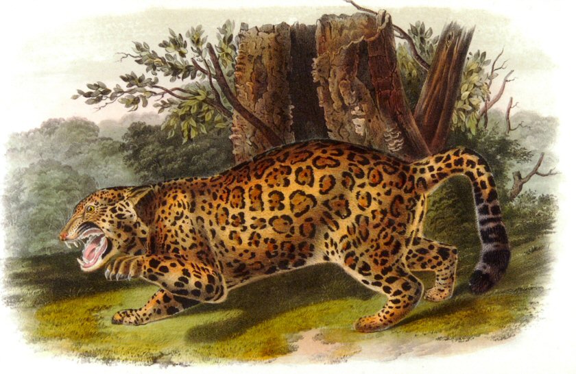 A Welsh Birder Abroad Jaguars in the U.S.