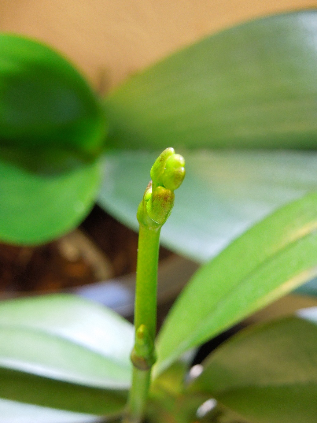 ORCHIDS & ME Phalaenopsis buds