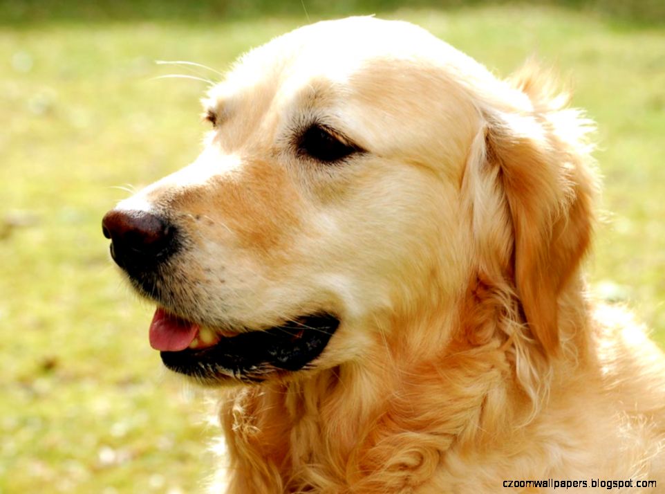 Golden Retriever Dog Wallpapers Golden Retriever Dog Images Golden Retriever Dog Wallpapers Golden Retriever Dog Images