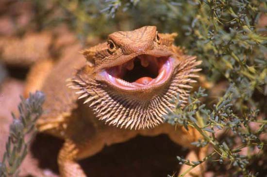 Snow Pastel Bearded Dragons