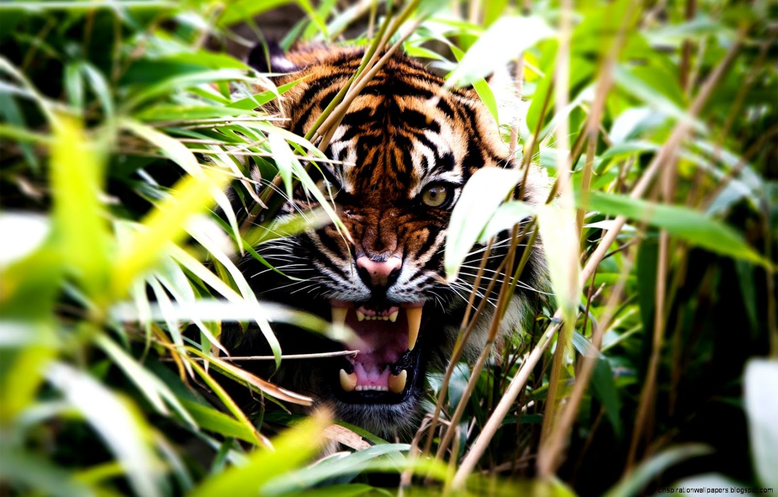 Angry Tiger Angry Tiger