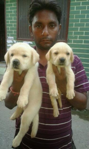 ORIGINAL BREED | LABRADOR Puppy Price in Haldwani