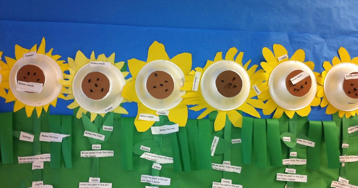 Crayon Bits - a first grade blog: Sunny Sunflowers - Parts of Plants