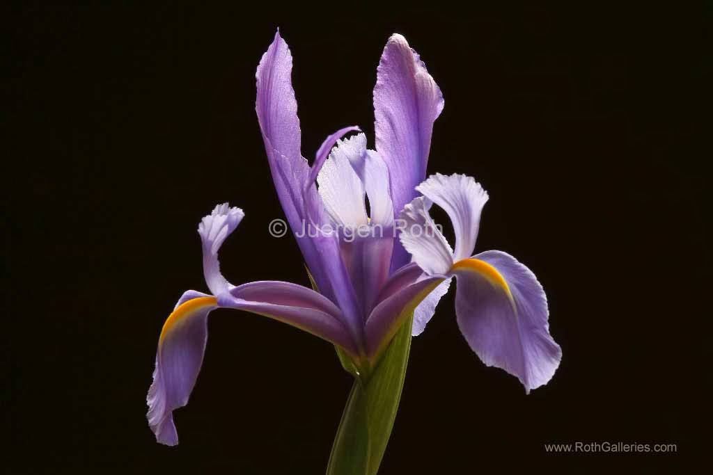 http://juergen-roth.artistwebsites.com/featured/lavender-iris-juergen-roth.html