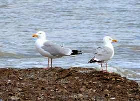 à vol de mouettes