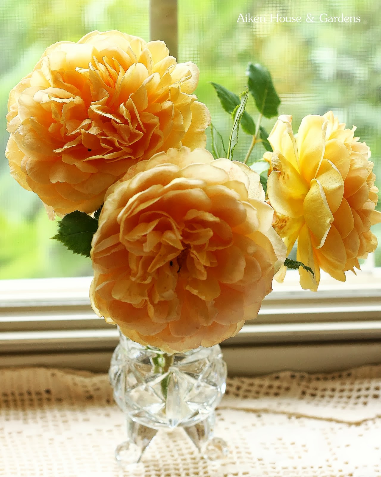 Aiken House & Gardens Teacups & Roses