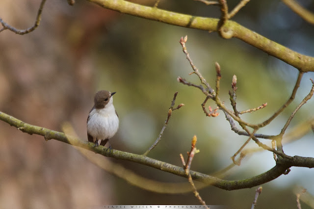 Bonte Vliegenvanger - Pied Flycatcher - Ficedula hypoleuca