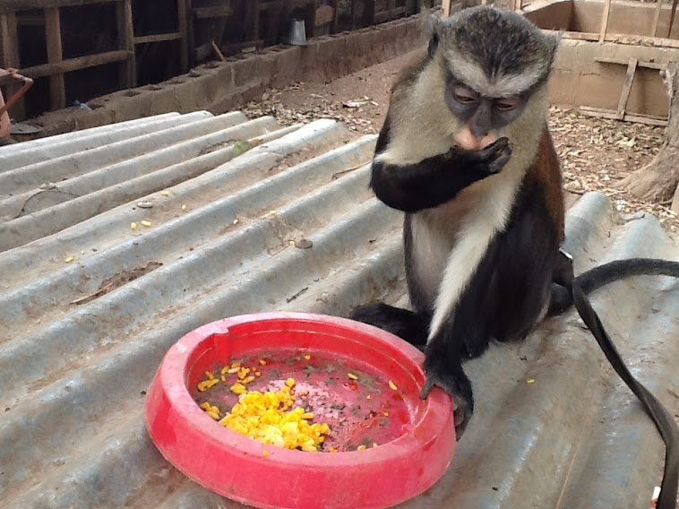 Black Colobus monkey