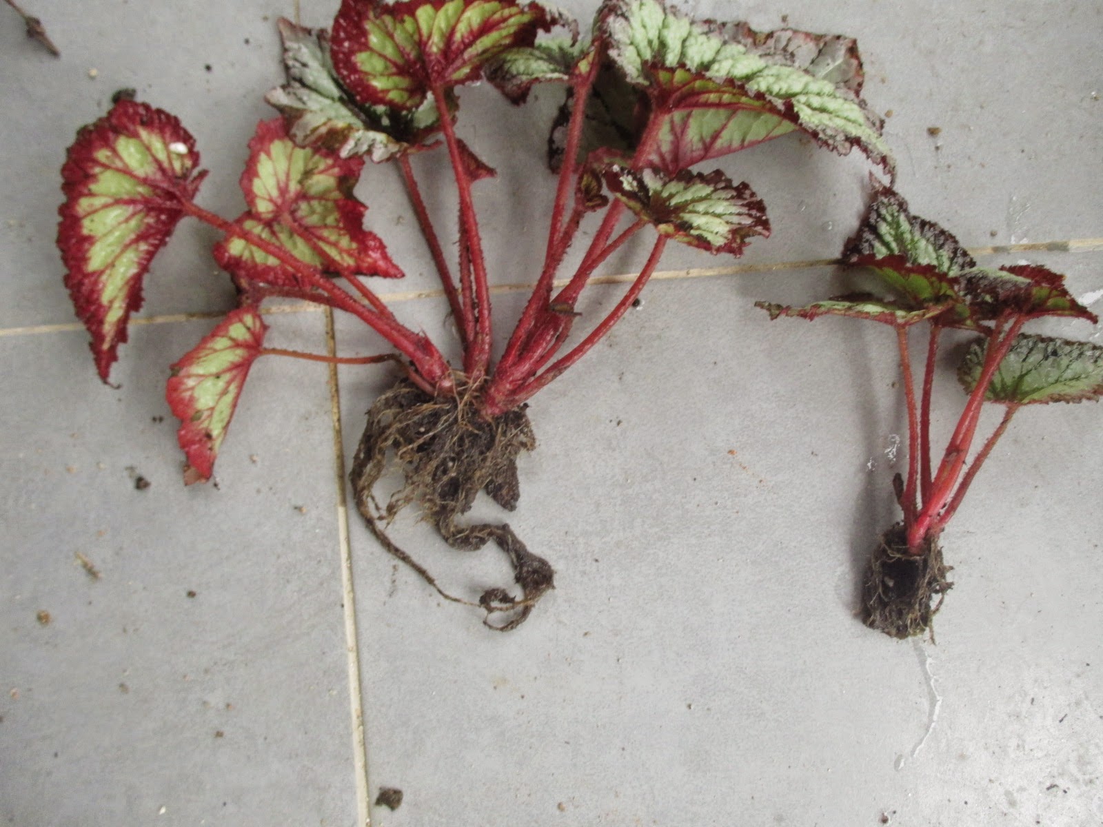 Garden Chronicles Propagating Rhizome Begonias