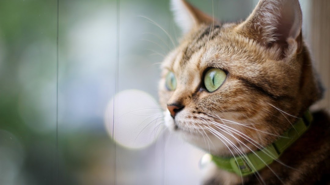 Green Eyes Cat