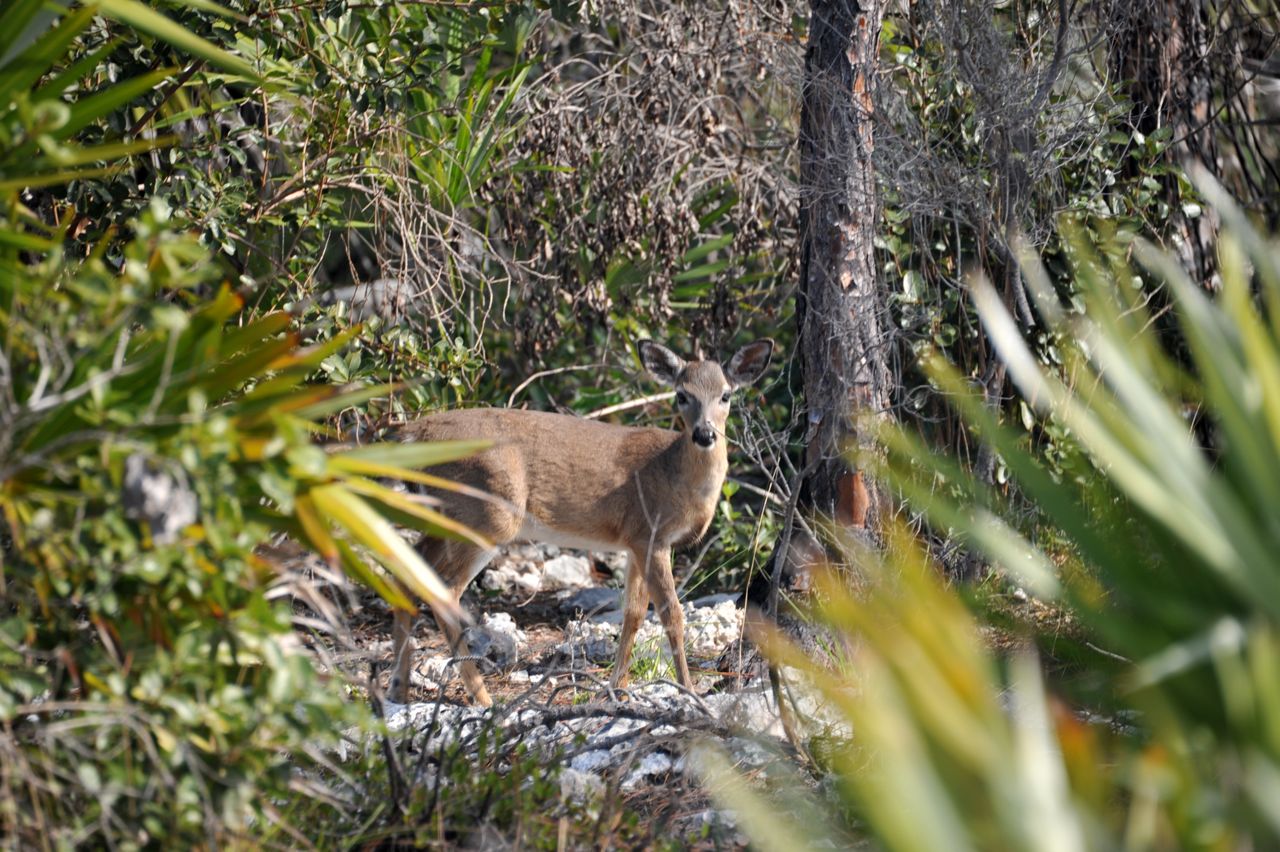 crazy little thing called blog National Key Deer Refuge, Florida
