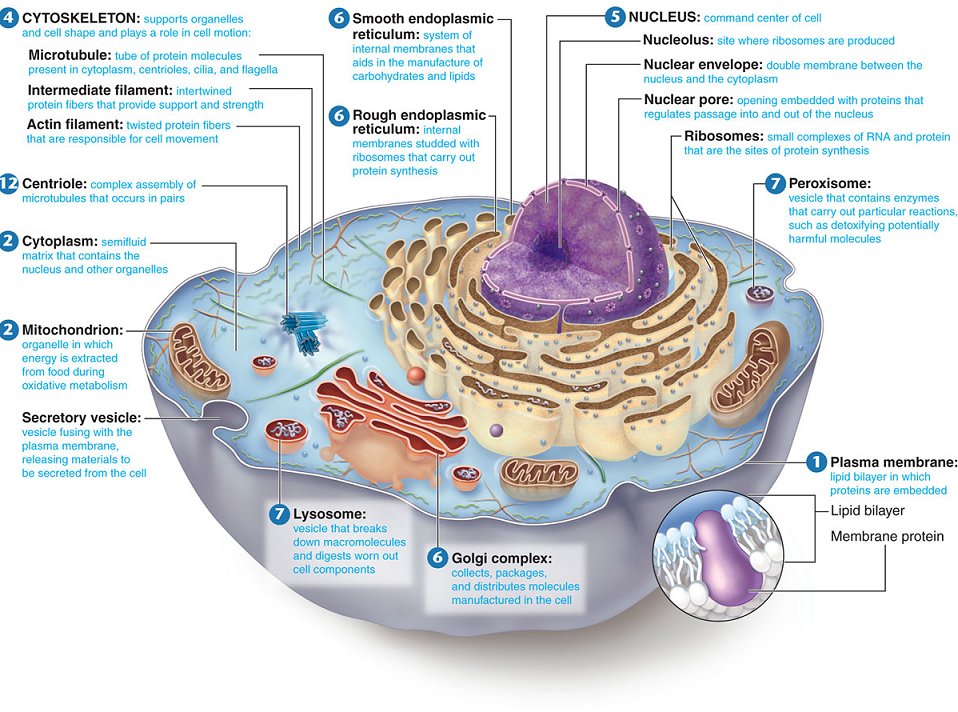 Welcome to Mrs. Sandoval's Awesome Science Page!: Cells are made of  Organelles