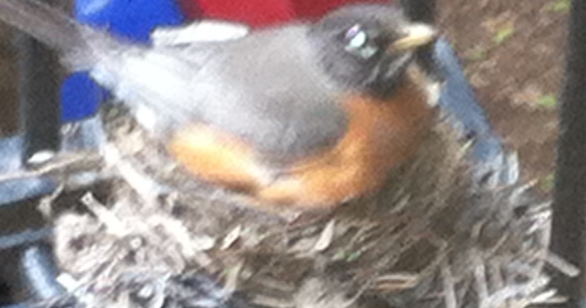 15 Brimmer's Newest Family How much do baby robins eat?
