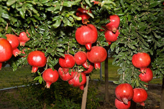 Wo Aik Arsay Say Us Baagh Me Kaam Kar Raha Tha (Read More) home garden stories, garden news, garden awesome, doug garden, garden story children, story about garden for kids, gardens for you,very sad story that will make you cry, very sad story tagalog, very sad story still crying, very sad story short, a very sad story about love, true sad stories, sad stories about death, the most sad love story