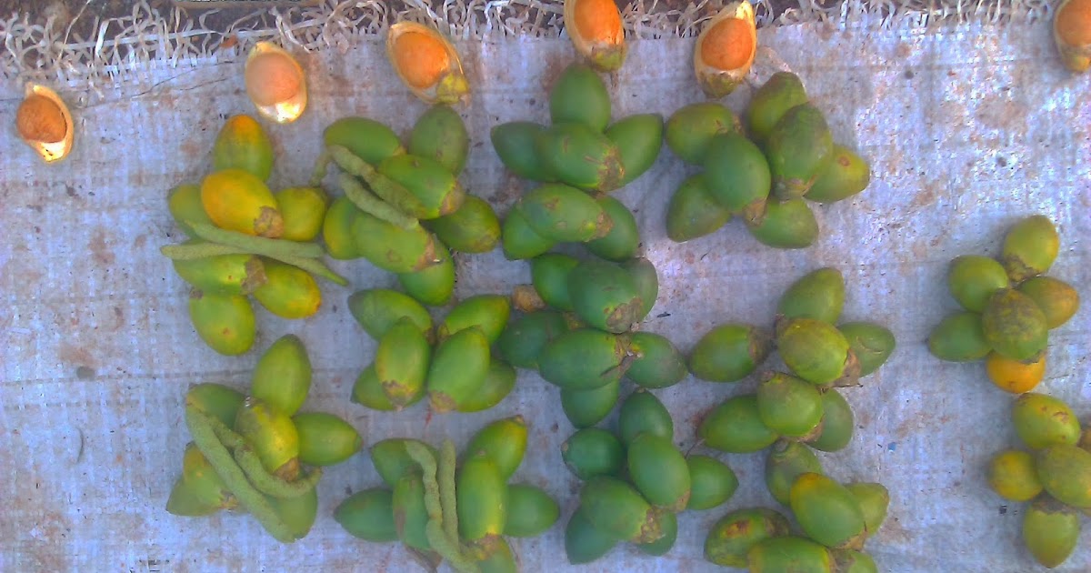 BHIP Global Lae: Stone Age Nut takes a challenge from Dallas Texas BHIP