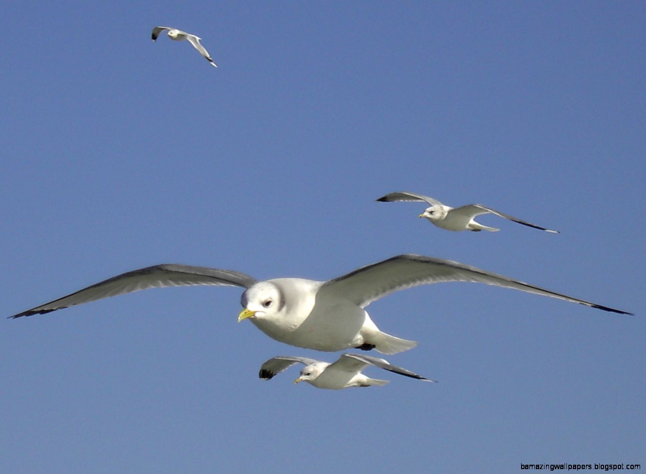 Bird flight Wikipedia the free encyclopedia Bird flight Wikipedia the free encyclopedia