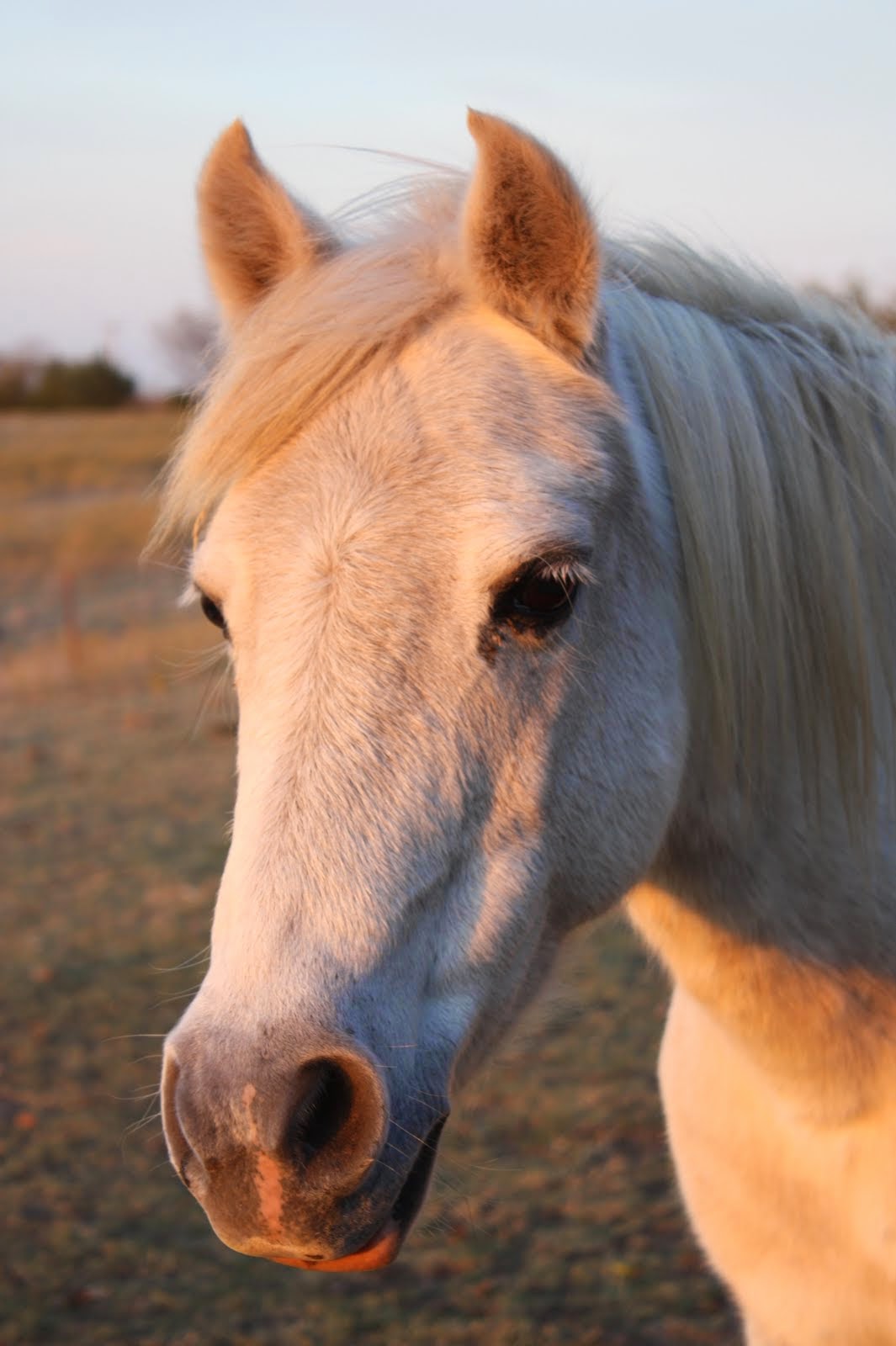 Horses