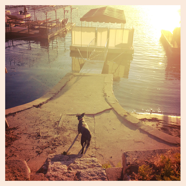 lake arrowhead, dog, docks, sunset