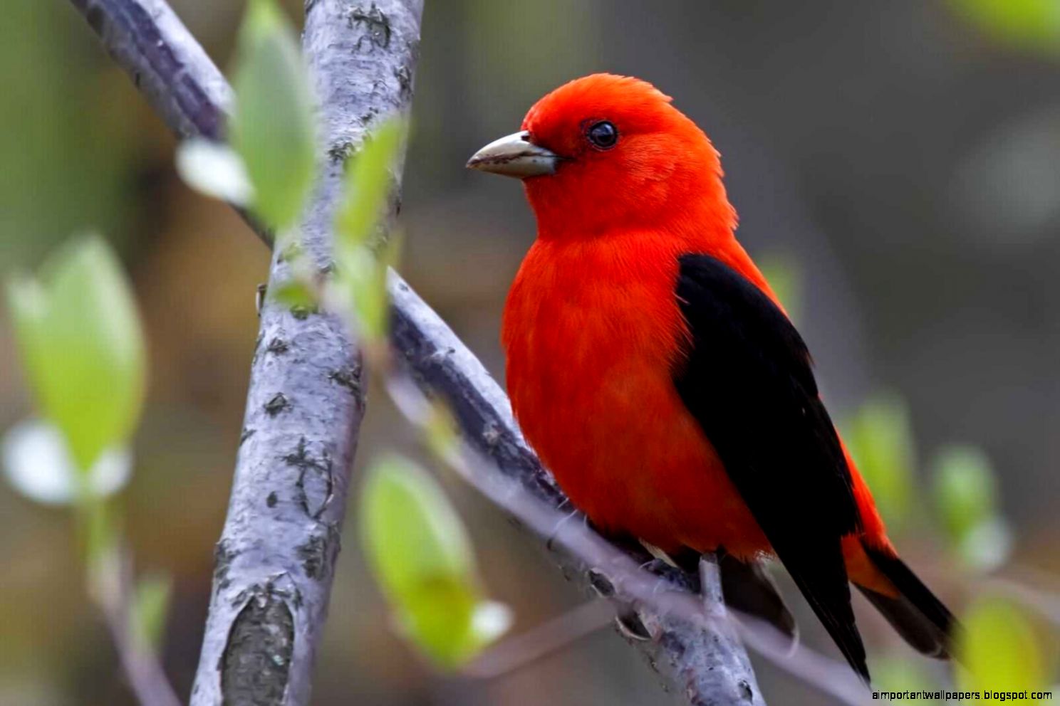 Scarlet Tanager Bird HD Wallpapers – HD Wallpapers Download For Scarlet Tanager Bird HD Wallpapers – HD Wallpapers Download For