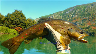 brown trout aysen