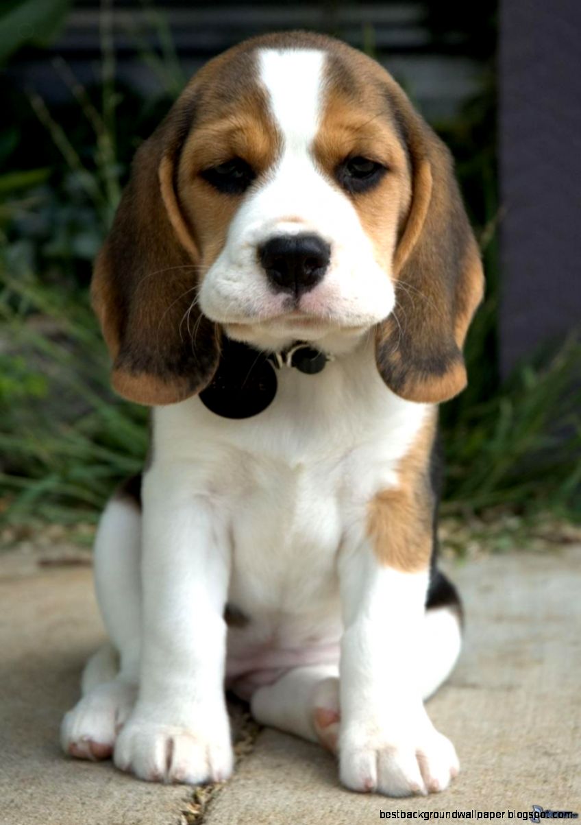 400x255px 1703 KB Beagle Puppies 340672 400x255px 1703 KB Beagle Puppies 340672